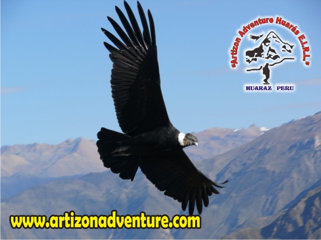 Condor Andino